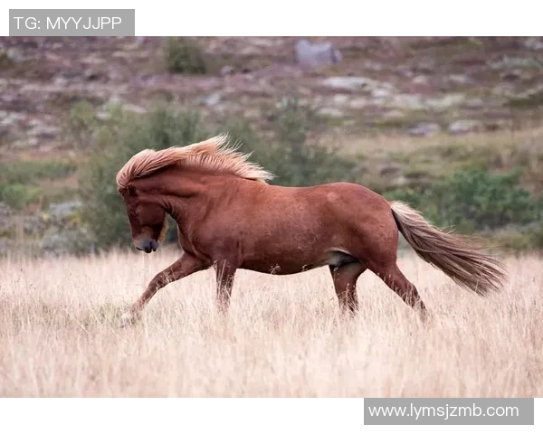 风中舞动的足球明星与他们的飘逸长发魅力之旅 风中舞动的足球明星与他们的飘逸长发魅力之旅
